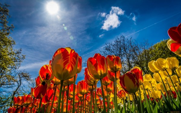 Тюльпан на фоне солнца