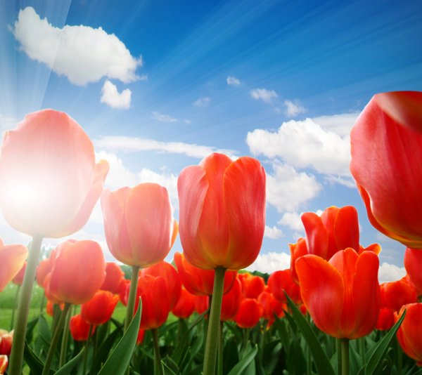 Тюльпаны и солнце