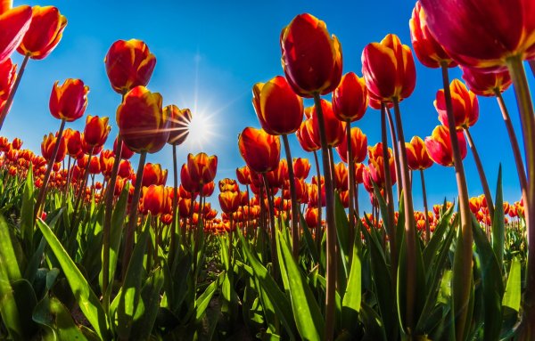 Тюльпаны и солнце
