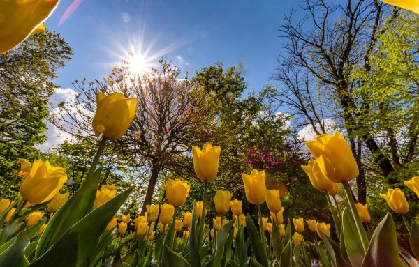 Весна тюльпаны солнце