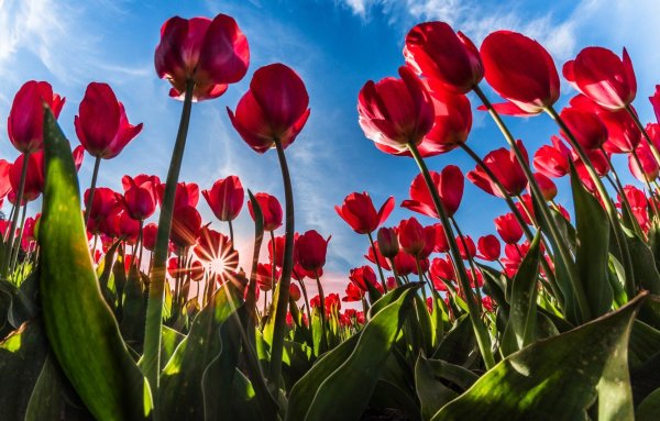 Ярко красные тюльпаны