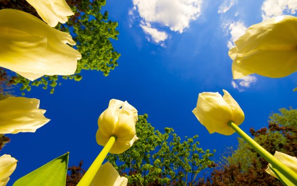 Поле желтых тюльпанов