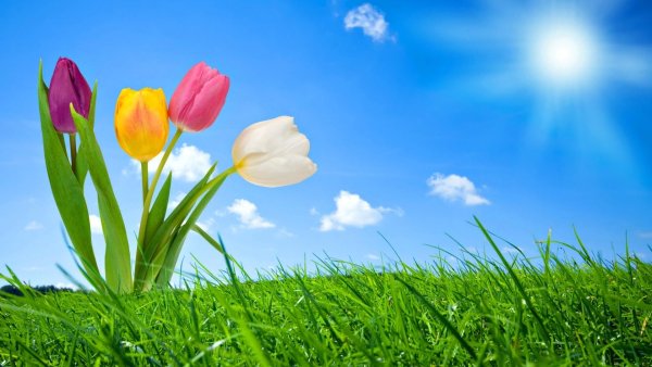 Обои на телефон тюльпаны