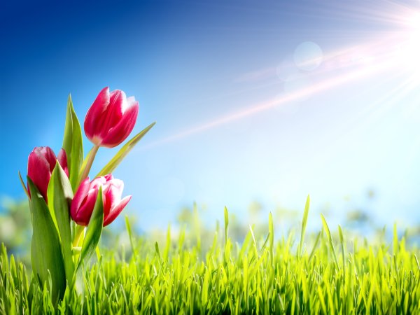 Желтые тюльпановые поля в Голландии