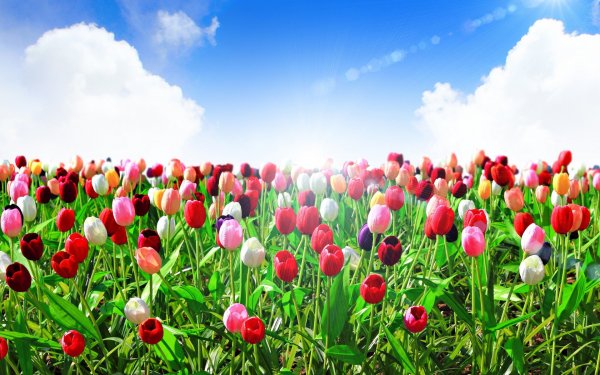 Плантация тюльпанов