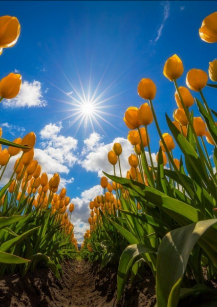 Картинки на рабочий стол Весна тюльпаны