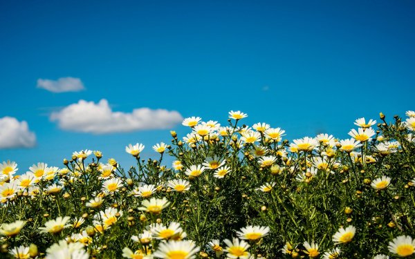 Ромашки небо солнце