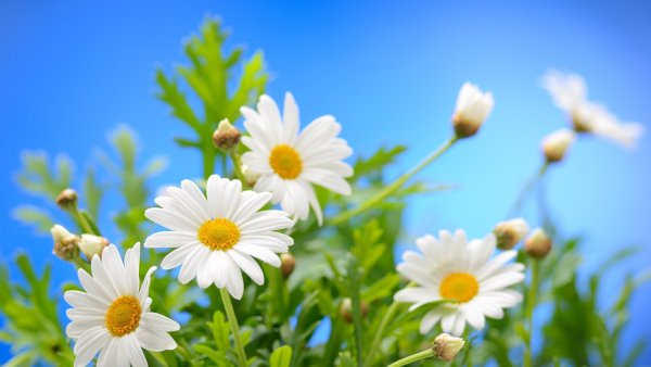 Ромашки на лугу