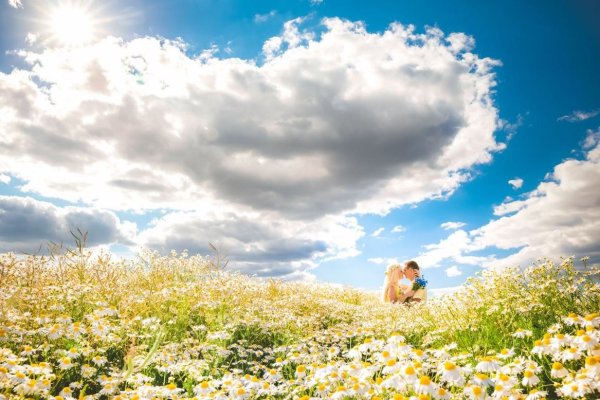 Ромашки и голубое небо