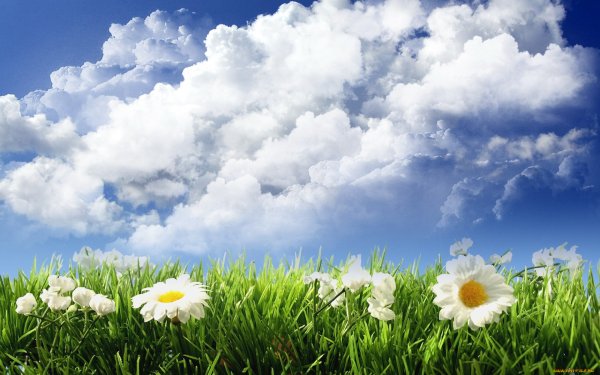 Ромашки в солнечных лучах