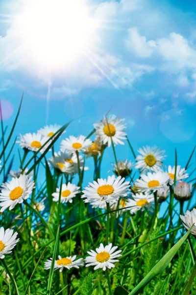 Поле ромашек