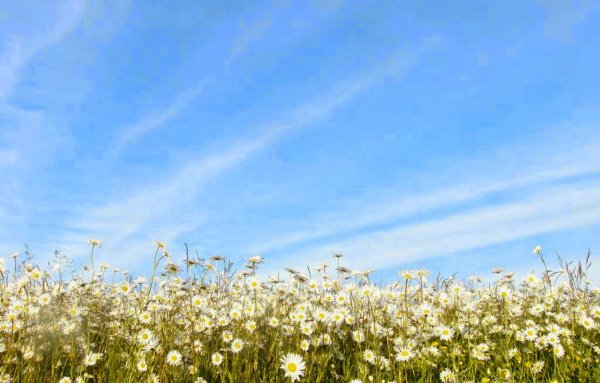 Поле ромашек