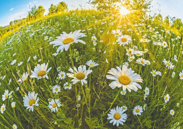 Ромашки поле небо