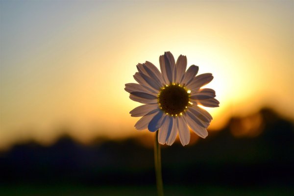 Летнее поле