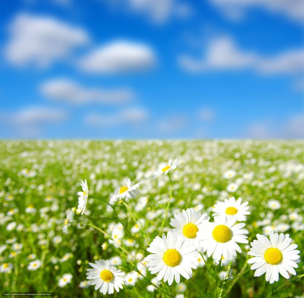 Лето ромашки