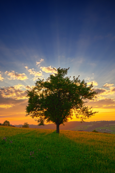 Розовый рассвет