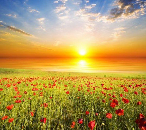 Рассвет в поле