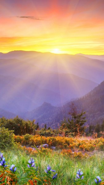 Яркое солнце в поле