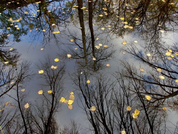 Зимний дождь