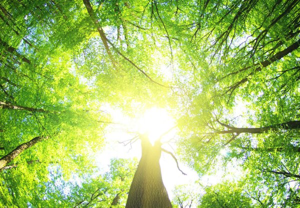 Дерево солнце