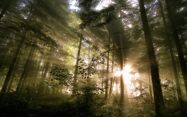 Свет сквозь деревья в лесу