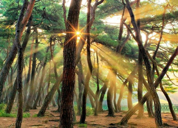 Лучи сквозь деревья