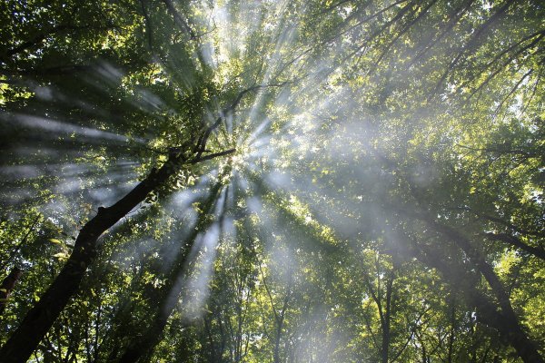 Солнце сквозь листву