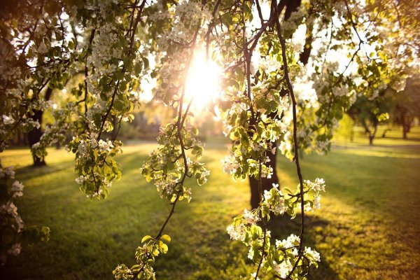 Сад в солнечных лучах