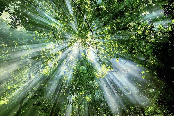 Лучи солнца пробившиеся сквозь листву