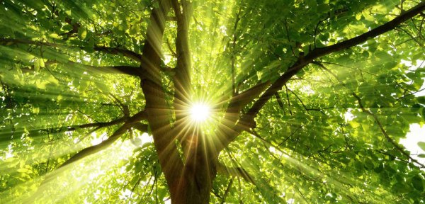 Солнце сквозь листву озаряет