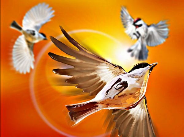 Птица солнца