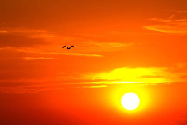 Птица солнца