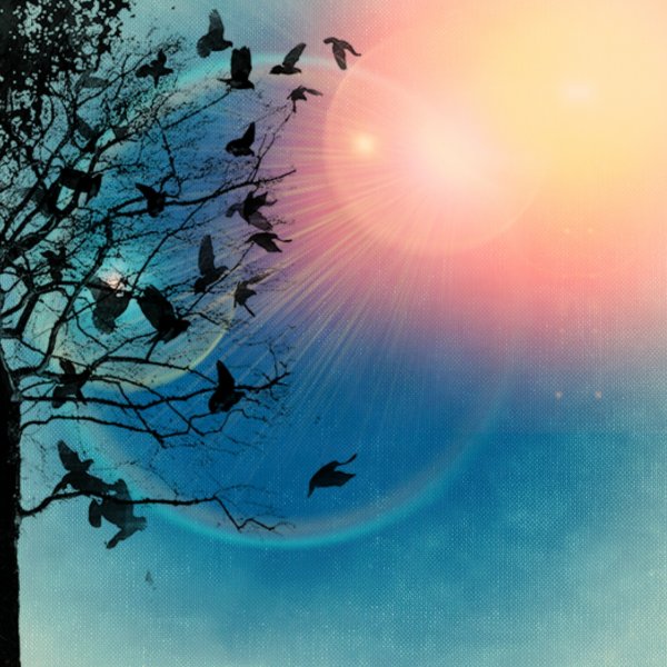 Птицы улетают в закат