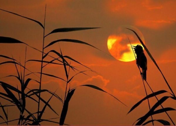 Птица поёт в живописи