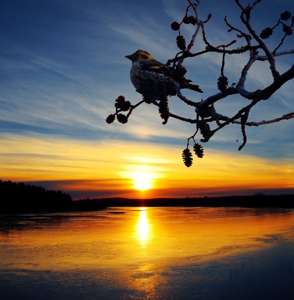 Птица на фоне солнца