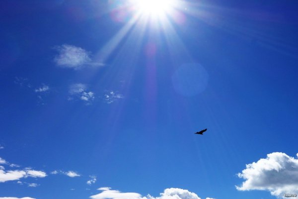 Птица летящая к солнцу