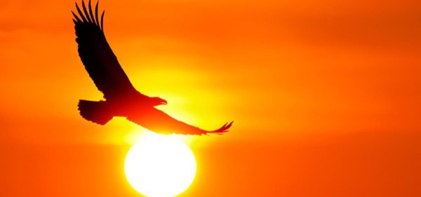 Птицы на закате