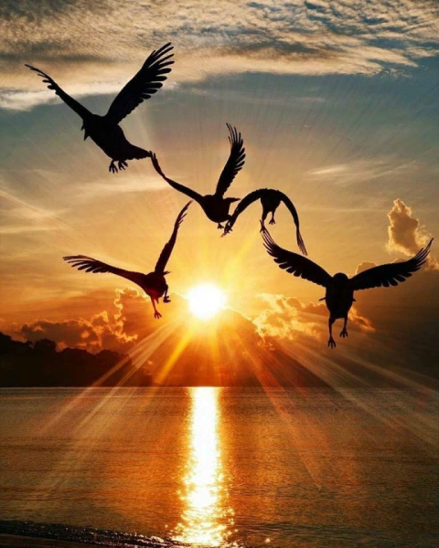 Птицы над морем