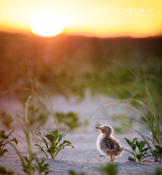 Одуванчик с птицами
