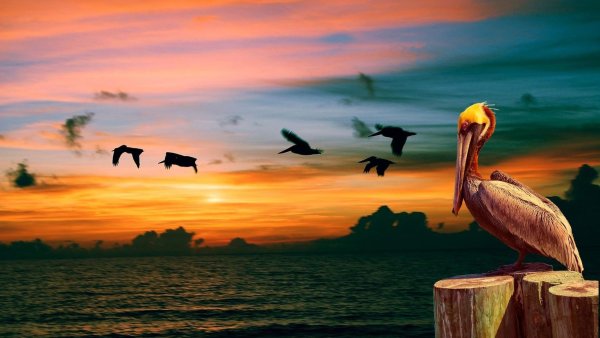 Море Чайки закат