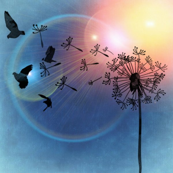 Стая птиц на закате