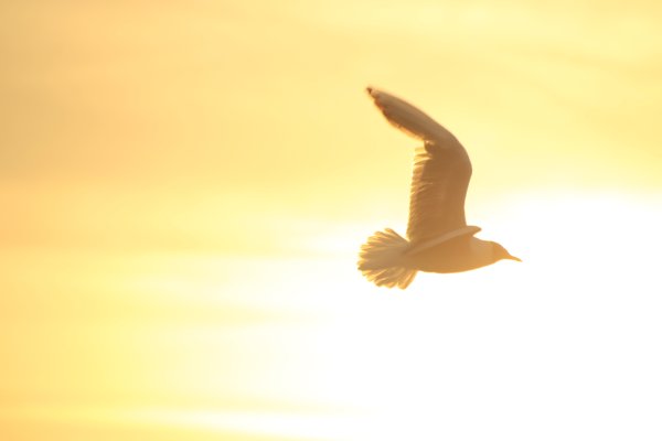 Птицы цветы солнце