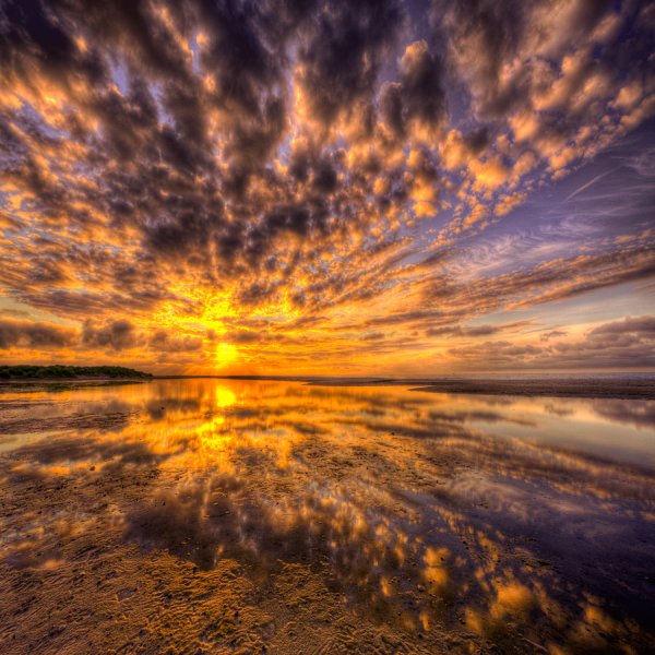 Кусты на закате