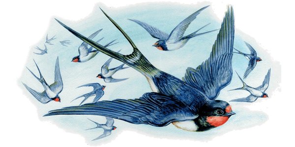 Ласточка Перелетная птица