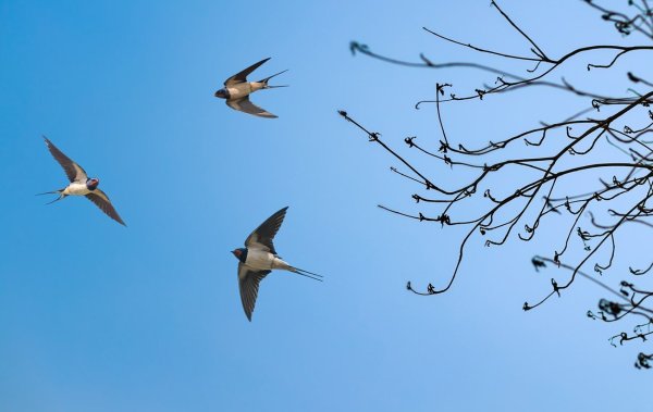 Ласточки в апреле