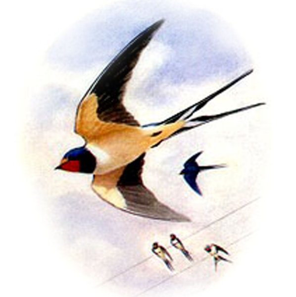 Весенняя акварель с ласточками