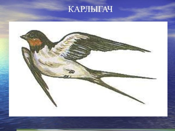 Белоусова Весенняя гостья