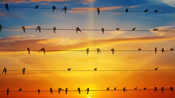 Птицы в небе