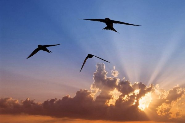 Ласточки летают