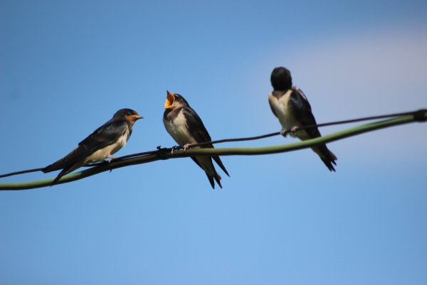 Клыпута Ласточка